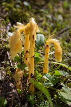 Alpine flower Monotropa hypophegea in backlit, Aosta valley, Italy. This kind of plants does not contain chlorophyll.