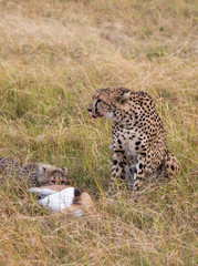 Female cheetah from her recent kill on her chin with the Thomsons Gazelle kill and her cub in tall grass in savannah