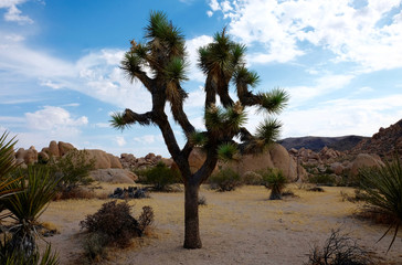 Joshua Tree & Rocks