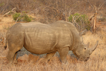 The white rhino male in Kruger National Park