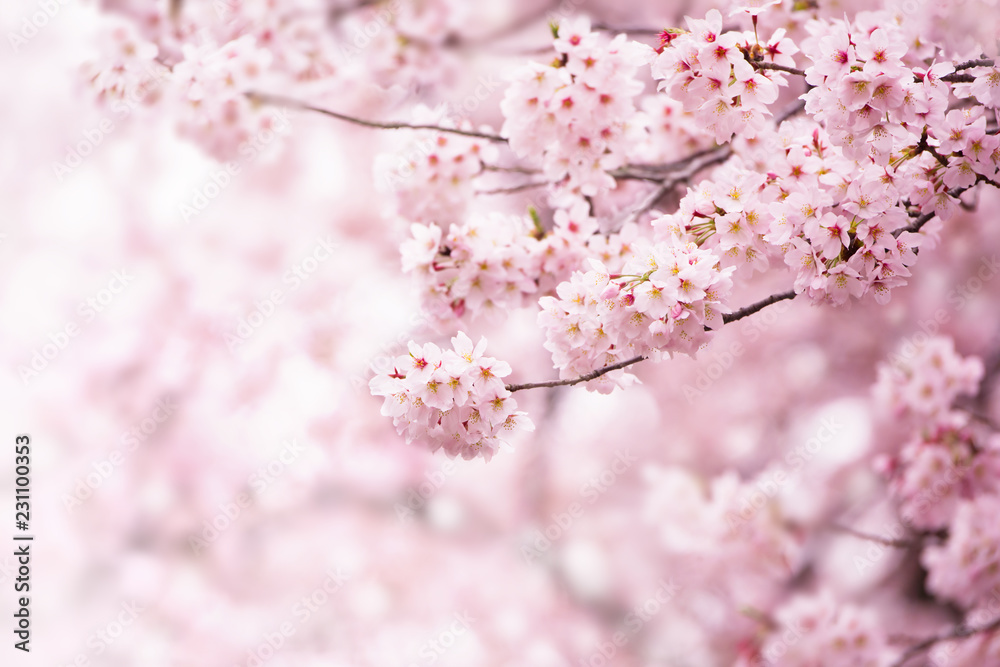 Wall mural cherry blossom in full bloom. cherry flowers in small clusters on a cherry tree branch, fading in to