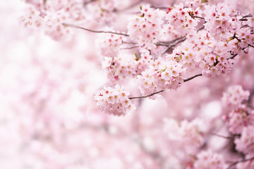 Cherry blossom in full bloom. Cherry flowers in small clusters on a cherry tree branch, fading in...