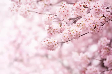 Fototapeten Kirschblüte in voller Blüte. Kirschblüten in kleinen Trauben auf einem Kirschbaumzweig, die in Weiß übergehen. Geringe Schärfentiefe. Konzentrieren Sie sich auf die mittlere Blütentraube. © killykoon