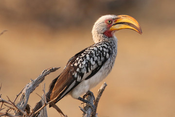 Yellow - billed hornbill in Kruger National Park