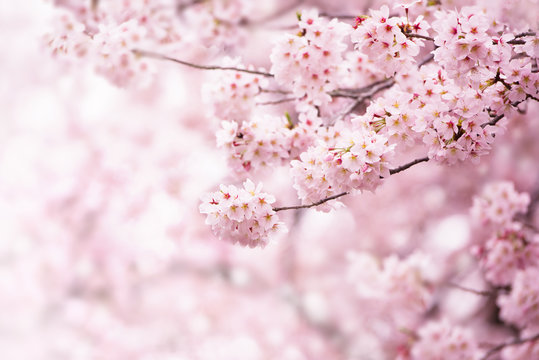 Cherry blossom in full bloom. Cherry flowers in small clusters on a cherry tree branch, fading in to white. Shallow depth of field. Focus on center flower cluster.
