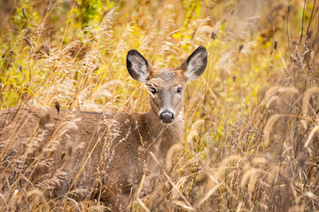 Whitetail deer in grass up close