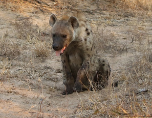 Spotted hyena in Kruger National Park