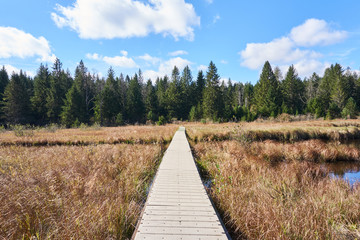 A floating boardwalk over a marsh at Beaver Meadows in Allegheny National Forest. Beyond the grassland is a coniferous forest with pine and evergreen trees.