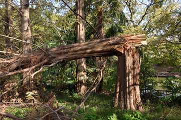 台風による倒木