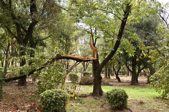 倒木 のストック写真 ロイヤリティフリーの画像 ベクター イラスト Adobe Stock