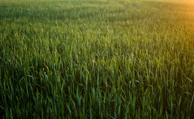 Green sprouting rye agricultural field in springs sunset. Sprouts of rye.
