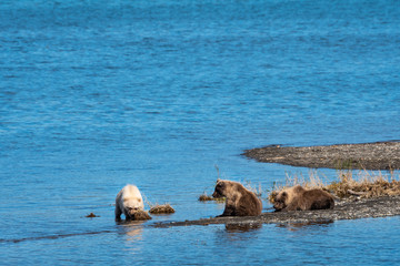 Brown bear family, three cubs playing on a sand spit in Naknek Lake, Katmai National Park, Alaska, USA
