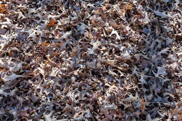 Autumn leaves decaying in a pile
