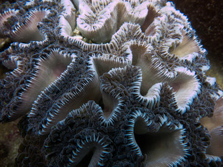 Bubble coral found at coral reef area at Tioman island, Malaysia