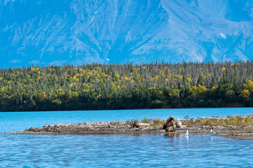 Fototapeta premium Brown bear family, sow with three cubs on a sand spit in Naknek Lake, Katmai National Park, Alaska, USA 