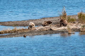 Brown bear family, three cubs playing on a sand spit in Naknek Lake, Katmai National Park, Alaska, USA
