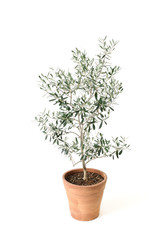 オリーブの鉢植え