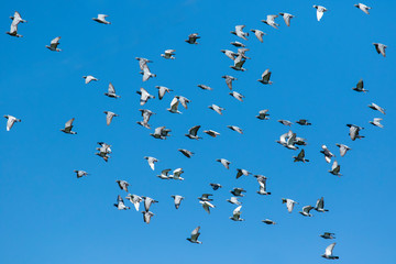 flock of speed racing pigeon bird flying against clear blue sky