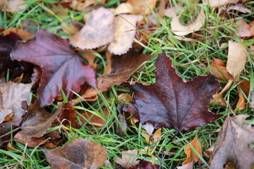 Brown and Beige Fall Leaves on the Green Grass