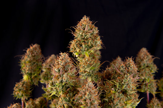 Cannabis plant (Original Pink Gangster marijuana strain)