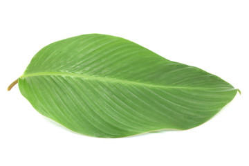Obraz premium Tropical leaves on white background.