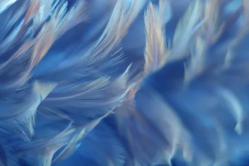 Crédence de cuisine en verre imprimé Bleu Jeans Texture de plumes de poulets d& 39 oiseau flou pour le fond, fantaisie, abstrait, couleur douce de la conception d& 39 art.