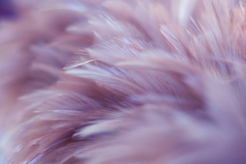 Blur Bird chickens feather texture for background, Fantasy, Abstract, soft color of art design.
