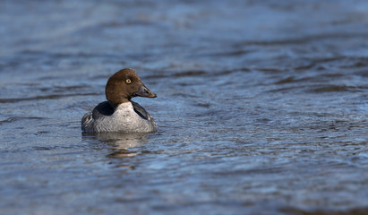 common golden eye swimming