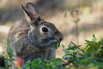 Rabbit in garden close up