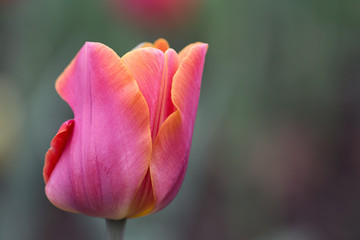 red and yellow tulip