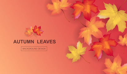  Autumn  background layout decorate with maple leaves of autumn for  poster and frame leaflet or web banner. Thanksgiving Background Vector illustration template.