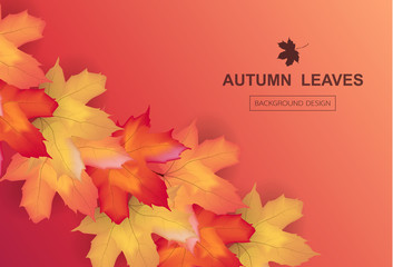  Autumn  background layout decorate with maple leaves of autumn for  poster and frame leaflet or web banner. Thanksgiving Background Vector illustration template.