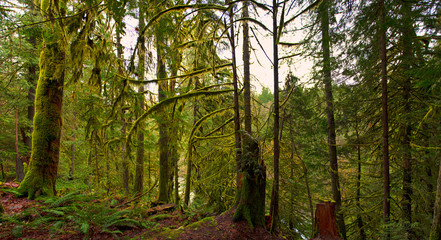 Panoramic view of the rain forest in Vancouver Island, Canada