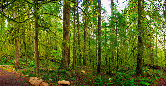 Fototapeta Panoramic view of the rain forest in Vancouver Island, Canada