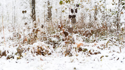 Autumn Scenery: Grass and Plants in Late Fall Covered by First Snow. Shoot in October. Soft Focus - 231104916