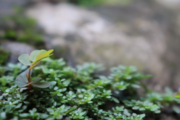 flowers in the garden