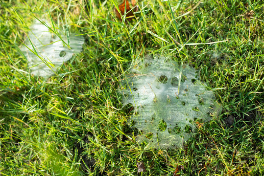 Grass Spiders Web on grass and dew in the morning , handiwork of spiders.