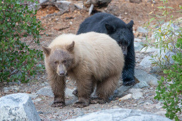 Black and Cinnamon Colored Bear Cubs