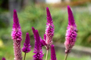 insect, Prince of Wales's feathers plant
