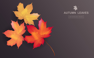  Autumn sale background layout decorate with maple leaves of autumn poster and frame leaflet or web banner. Thanksgiving Background Vector illustration template.