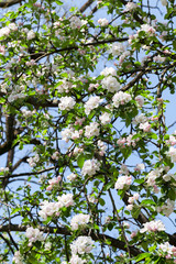 white flowers of trees