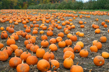 pumpkins in the field in autumn harvest season