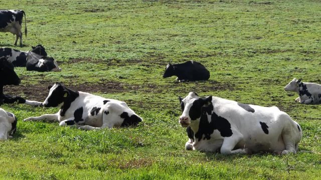 牧場でくつろぐ牛たち