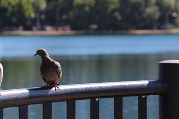Foreground background perspective photography of pigeon bird perched on black metal railing over turquoise blue reflecting water of downtown lake. 