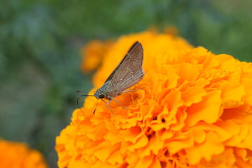 butterfly on flower