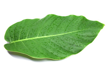 Fototapeta na wymiar Tropical leaves on white background.