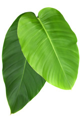 Tropical leaf green on white background.