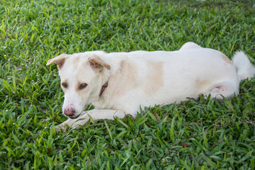 White thai dog sit on green grass
