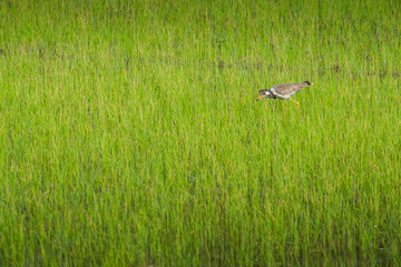 Beautiful bird with yellow beak find food at the field.