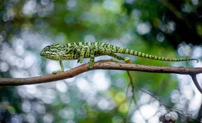 Chameleon